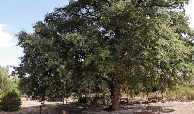 700 yıllık meşe ağacı tescillendi (video)