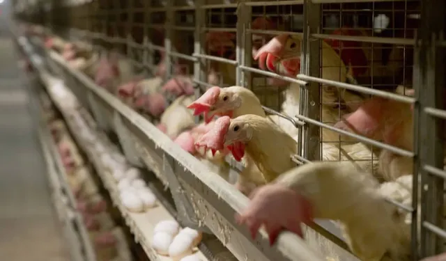 Eylül ayında tavuk yumurtası üretimi 2 milyara yaklaştı