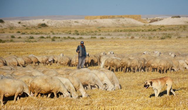 Nevşehir’deki yetiştiriciler, Malya’dan aldığı koyunlarla sürüsünü büyütüyor