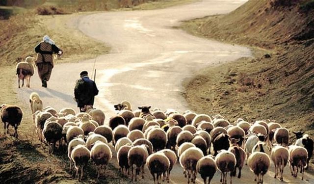 Çoban destekleme müracaatında son gün 19 Ocak