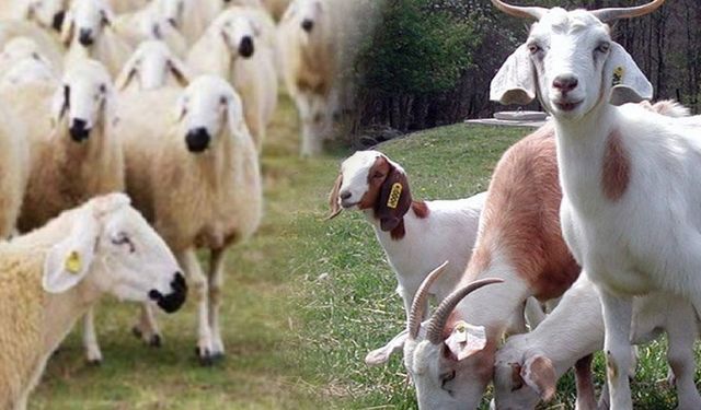 Anaç koyun ve keçi desteklemeleri icmal listeleri askıda
