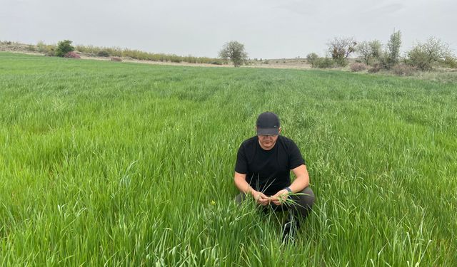 Buğdayın su kıtlığına en hassas olduğu dönem