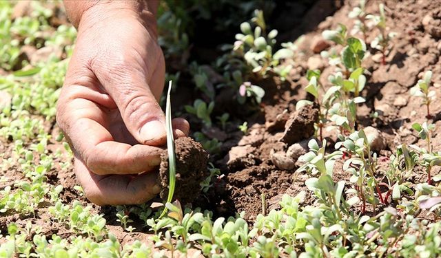 Sertifikalı Tohum Üretim Desteği müracaatları sürüyor