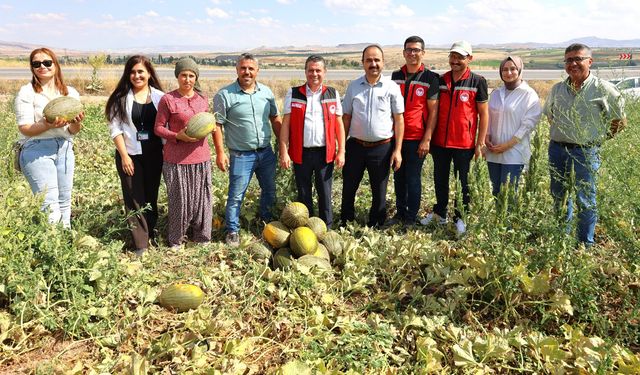 Nevşehir’de ilk defa kışlık kavun hasadı yapıldı