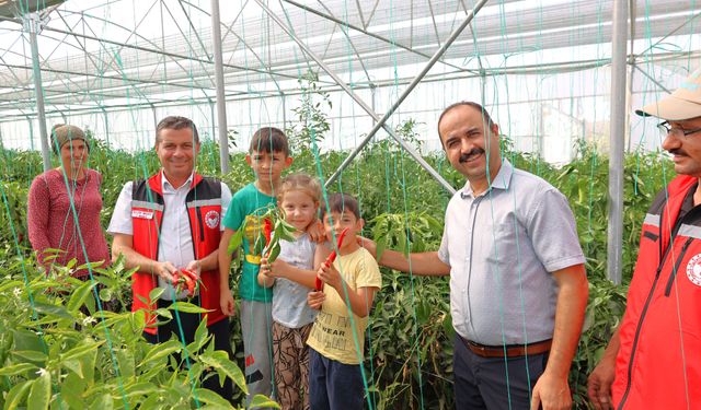 KOP seralarında ikinci hasat başladı