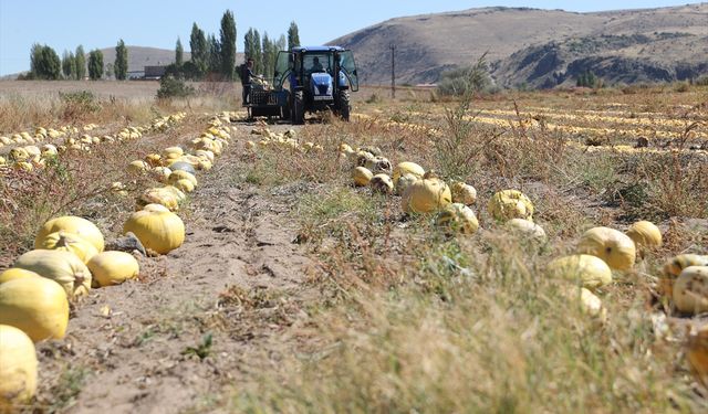 Nevşehir kabak çekirdeğinde ülke ihtiyacının yüzde 40’ını karşılıyor