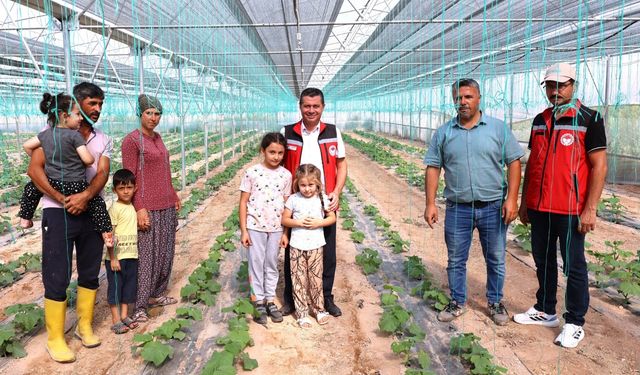 Seralarda ikinci hasat başladı