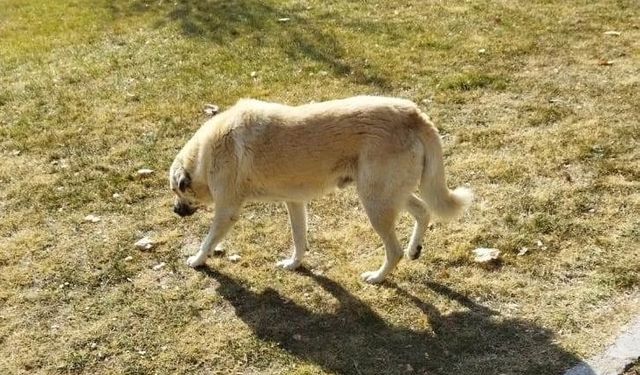 Avanos Belediyesinden öldürülen köpek iddialarına yanıt