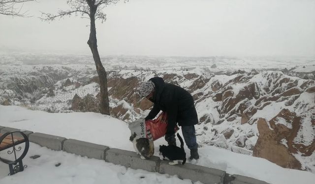 Ortahisar Belediyesi sokak hayvanlarını unutmadı