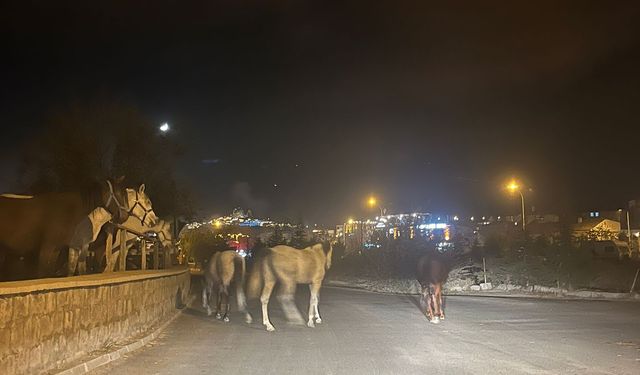 Kapadokya'da başıboş atlar tehlike saçıyor