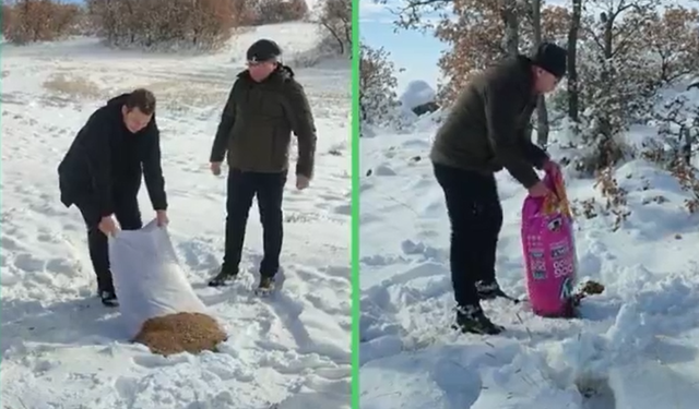 Yiyecek bulmakta zorlanan yaban hayvanları besleniyor