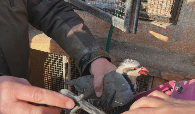 Nevşehir’de kınalı keklikler koruma altına alındı