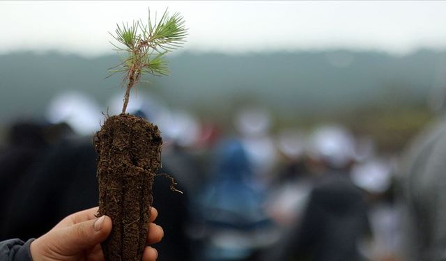 Nevşehir’de binlerce fidan toprakla buluşturulacak