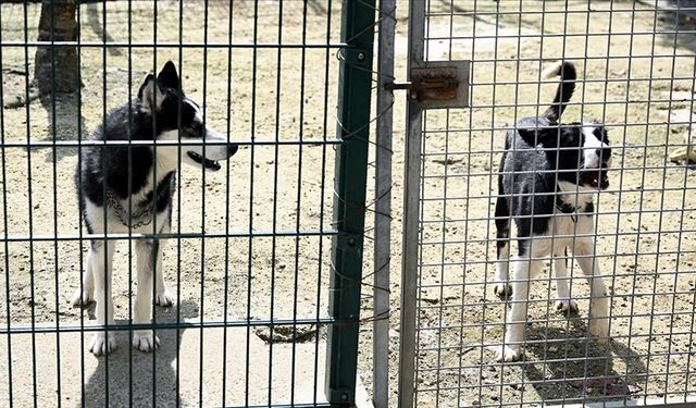 Hayvanları Koruma Yönetmeliği yayımlandı