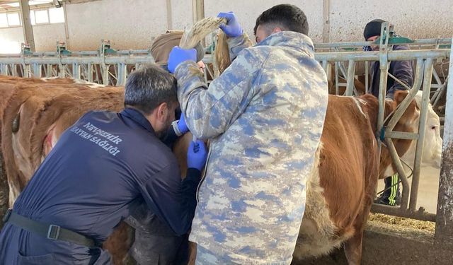 Nevşehir’de hastalıktan ari işletme çalışmaları devam ediyor