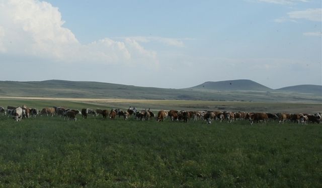 Nevşehir’de binlerce dekarlık meralar ıslah ediliyor