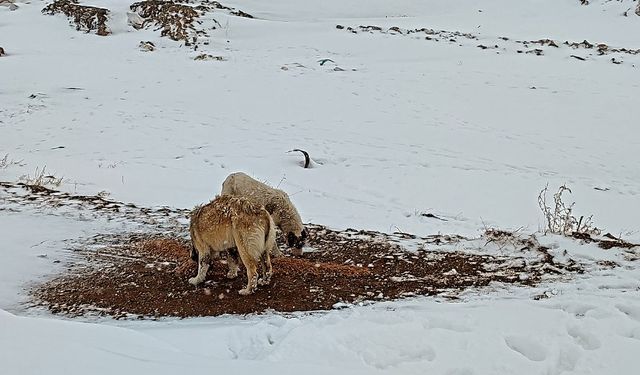 Doğa koruma ekipleri yaban hayvanlarını besleniyor