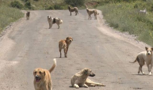 Bakanlıktan valiliklere yazı: Sahipsiz köpek başına 71 bin 965 lira ceza