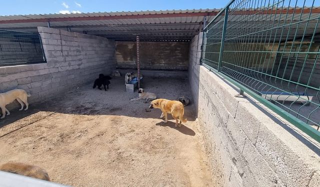 Ürgüp Geçici Köpek Bakımevinin kapasitesi artırıldı
