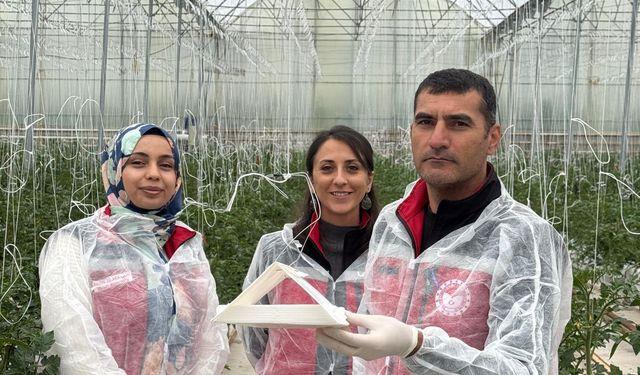 Seralarda feromon tuzak uygulaması başlatıldı