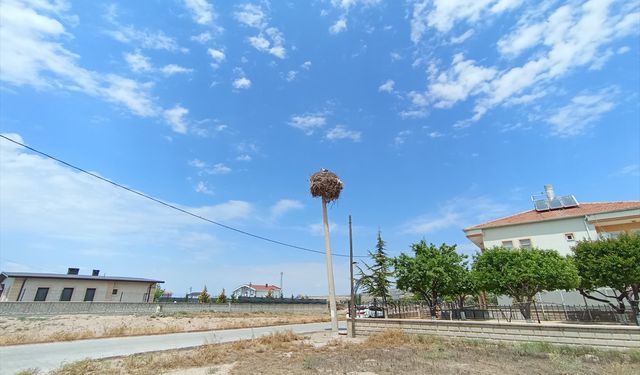 Leylek ailesi 40 yıldır aynı elektrik direğinde konaklıyor