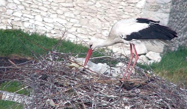 Maskot yavrular köye neşe getirdi (video)