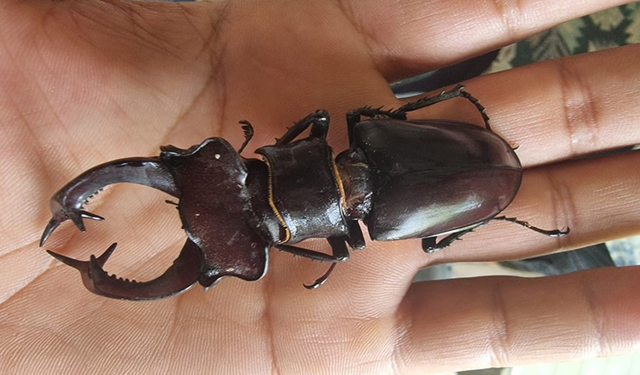 Öldürülmesi ve ticareti yasak! Cezası: 557 bin TL