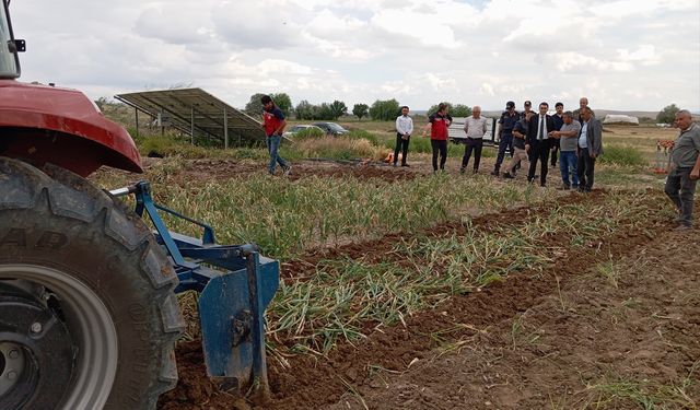 Gülşehir’de ilk sarımsak hasadı başladı