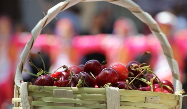 Aksalur’da kiraz festivali heyecanı