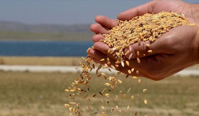 İl müdürlüğünden hububat alımı duyurusu