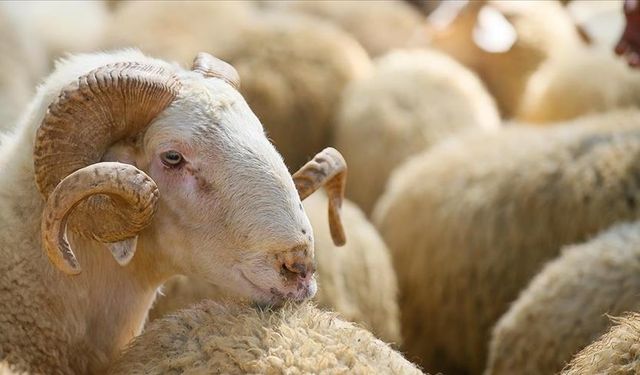 İHH kurban bağışlarını almaya devam ediyor