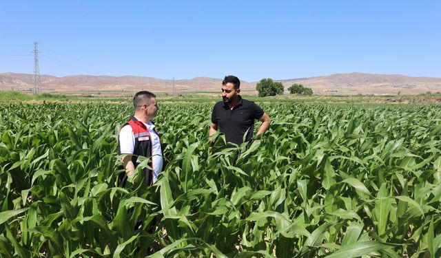 Silajlık mısır tohumları toprağını sevdi