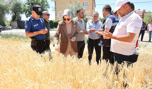 Derinkuyu'da hububat hasadı yapıldı