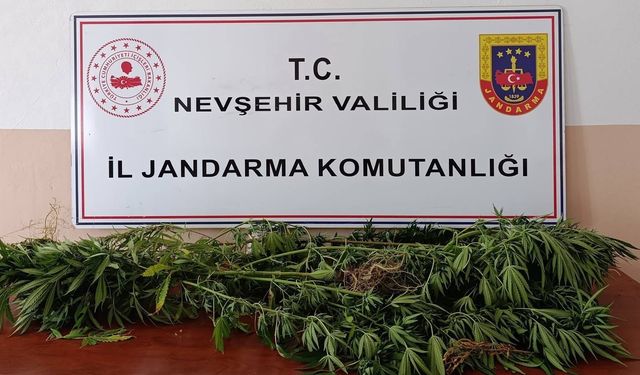 Arazide kenevir yetiştiren şüpheli yakalandı