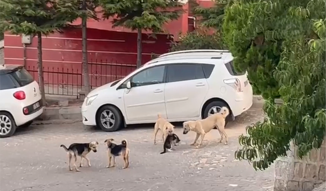 Kediye saldıran sokak köpekleri kameraya yansıdı