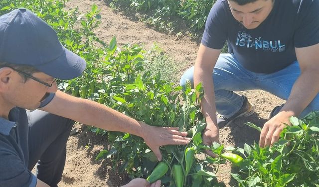 Kapya biber ve domatesin kontrolleri yapıldı