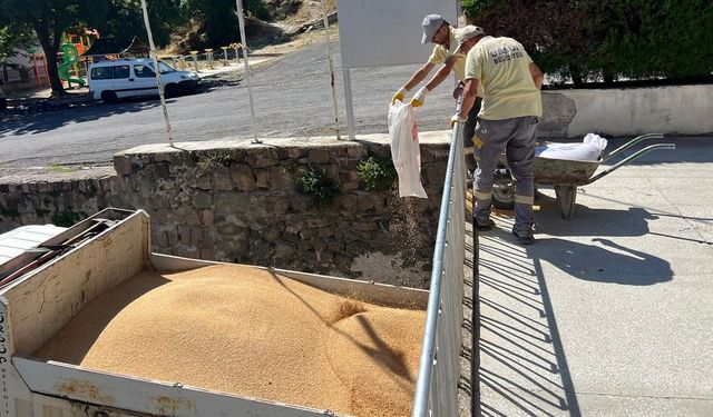 Ürgüp’te ata tohumu buğdayın değeri katlanıyor