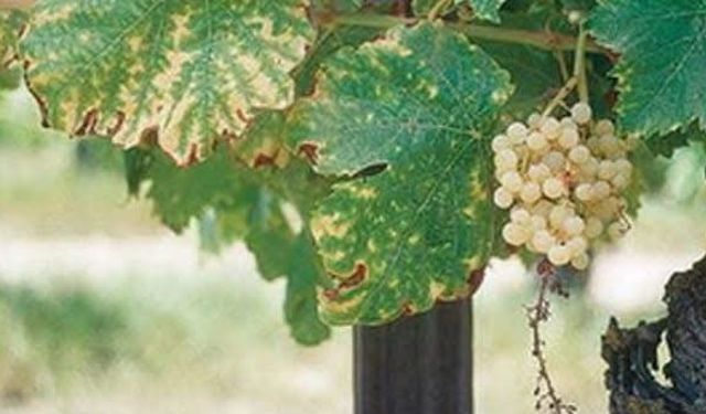 Borun bitkiler üzerindeki etkisi