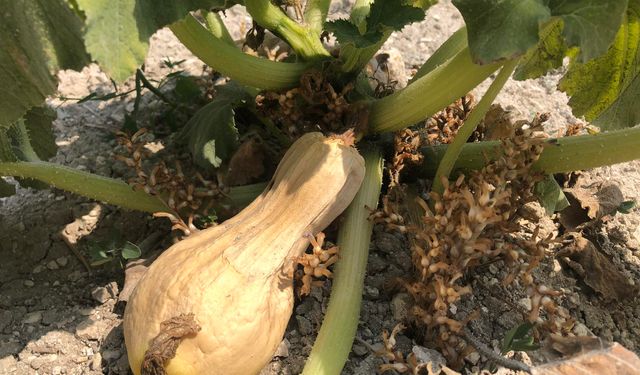 Canavar otuyla nasıl mücadele edilir?