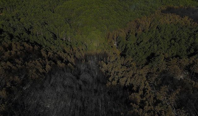 Yangından etkilenen alanlarda avlanmak yasaklandı