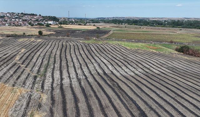 Anız yakmak canlı yaşamını yok ediyor