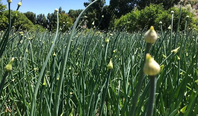 Bitkilerdeki ısı stresi nasıl belli olur?