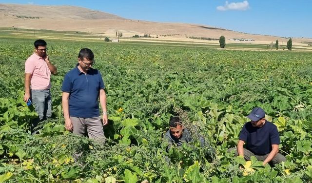 Tarladaki hastalıklar uydudan kontrol ediliyor