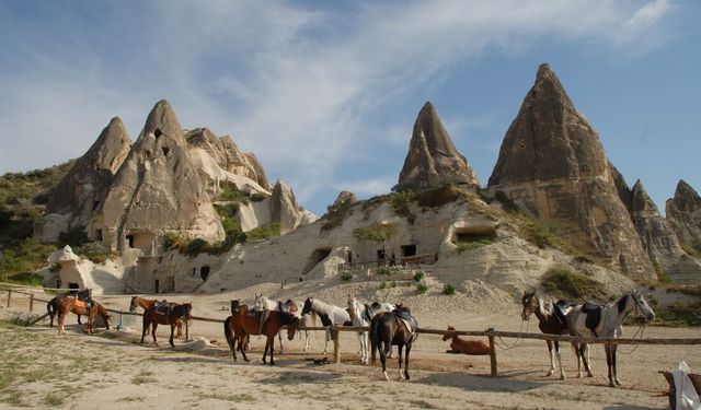 Kapadokya’daki at çiftlikleri denetlendi