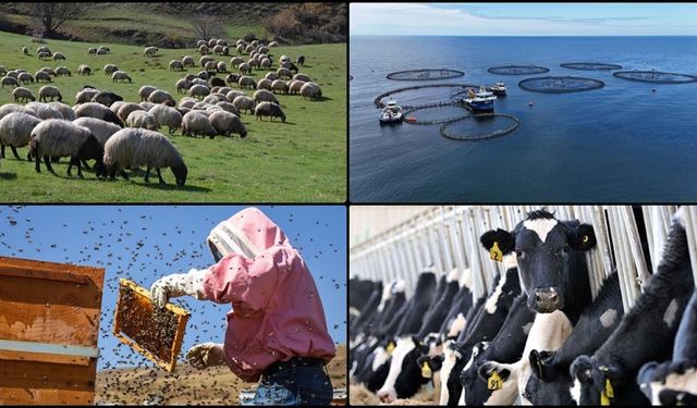 Üreticilere müjde: Hayvancılık destekleri arttı
