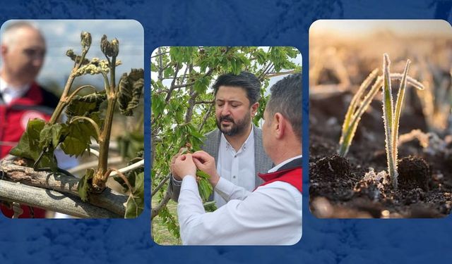Nevşehir’de zirai dondan etkilenen üreticiye destek