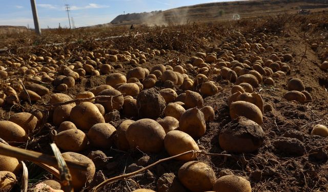 Nevşehir tarımında dönüm noktası: İlk hasat yapıldı