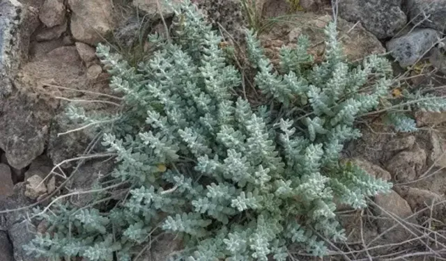 Nevşehir'in En Meşhur Şifalı Bitkisi: Peryavşan Otu