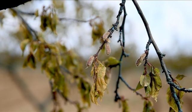 Zirai dondan etkilenen üreticilere yeni destek