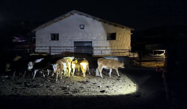 Kaybolan 14 büyükbaş hayvan jandarma ekiplerince bulundu